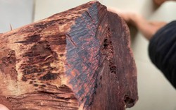 Thương lái ồ ạt thu mua gỗ mán đỉa giá 3 triệu/kg: Kiểm lâm Quảng Trị vào cuộc