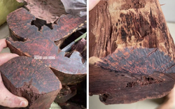 Loài gỗ "vô danh" được thương lái Trung Quốc mua 3 triệu đồng/kg: Quảng Trị cảnh báo điều gì?