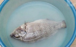 Sai lầm khi rửa cá khiến cá tanh ngắt, bở nát, nấu kiểu gì cũng mất vị