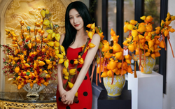 "Cây tài lộc" ít người biết: Quả vàng óng 5 múi, chưng Tết 2026 mang ý nghĩa "ngũ phúc lâm môn", tiền vào như nước