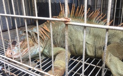 75 con rồng Nam Mỹ bị nuôi nhốt trái phép ở TPHCM