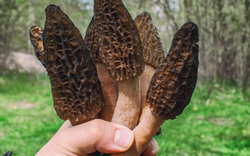 Loại nấm mọc hoang ở Việt Nam, ra nước ngoài bán tới 13 triệu đồng/kg