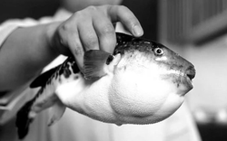 Người đàn ông 32 tuổi nguy kịch vì ăn miếng cá "vạn người mê"