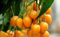 Loại quả nhỏ bé với hương vị chua ngọt đặc trưng, bất ngờ là vị thuốc quý tốt cho sức khỏe