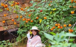 Check in ở 'thủ phủ' hồng cổ thụ chín rực rỡ