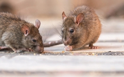 Chuột rất sợ 1 loại gia vị trong bếp: Để quanh nhà, chuột chẳng dám bén mảng