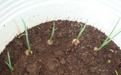 5 loại cây vừa xua đuổi rắn vừa làm thuốc: Nhiều gia đình Việt trồng mà không biết hết công dụng