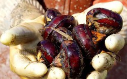 4 loại rau dễ chứa "ổ sán", chủ sạp bán cũng ngại ăn