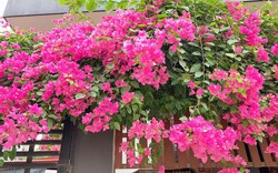 9 loại cây trồng trước nhà rất hợp: Số 5 người Việt biết tận dụng từ lâu