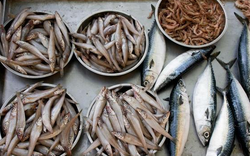 4 loại cá dễ là "ổ kim loại nặng", ngay cả người bán cũng ít dám ăn