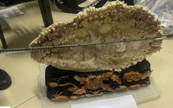 Chi hơn 969 triệu đồng mua 3 vỏ trai khổng lồ về nhà trưng, 3 năm sau người đàn ông bị cảnh sát bắt giữ