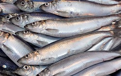 Cá hồi chỉ đứng thứ 3 trong bảng xếp hạng omega 3, loại cá bình dân bán đầy chợ Việt mới là "trùm cuối"