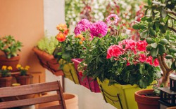 4 loại cây không bao giờ nên trồng ở ban công dù đẹp đến mấy