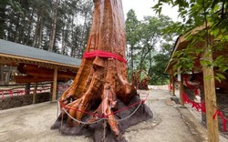 Vì sao cây gỗ Kim Tơ Nam Mộc có thể được bán với giá hơn 934 tỷ đồng/cây nhưng không ai dám trồng?