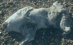 Phát hiện xác sinh vật lạ trên bãi biển, da óng ánh như ngọc trai gây sốc