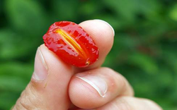 Loại cây quen thuộc ở Việt Nam, giá rẻ như cho nhưng ra nước ngoài có giá tới 3,5 triệu đồng/cây