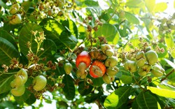 Bí mật dưới lòng đất của Cuba khiến DN Việt Nam quyết định trồng 2.500ha, kỳ vọng biến thành "thủ phủ"