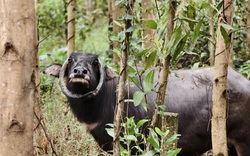 Con trâu có cặp sừng độc lạ chưa từng có ở Đà Nẵng: Gia đình đã nuôi hơn 10 năm