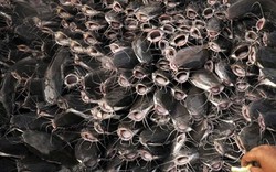 Cả thế giới tranh nuôi nhưng chỉ Việt Nam tạo nên ngành công nghiệp tỷ đô từ 'mỏ vàng' này - chiếm 90% thị phần toàn cầu, Trung Quốc cực ưa chuộng