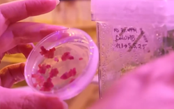 Bữa ăn tương lai của con người từ công nghệ tế bào và in 3D