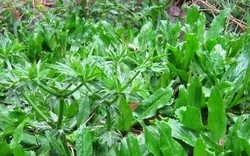 Rau rẻ bèo “quét sạch mỡ máu”, từ lá đến rễ đều là thuốc quý