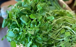 4 loại rau dân dã ở Việt Nam được ví bổ như sâm