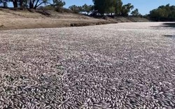 Hàng triệu con cá đột ngột chết: Đây là điềm báo gì cho nhân loại?