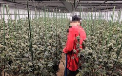 "Mùi quá nồng nặc": Trang trại 1.600 cây cần sa bí mật giữa Bangkok bị triệt phá, 3 người Việt "sa lưới"