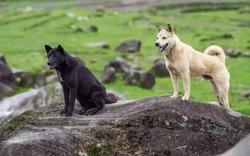 Các nhà khoa học tin rằng nếu con người biến mất, tất cả các loài chó trên hành tinh sẽ biến thành "chó ta" chỉ sau 5 năm