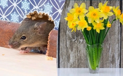 Chuột rất sợ 7 loại cây này: Muốn đuổi chuột, hãy trồng ít nhất 1 loại