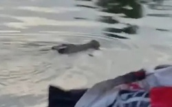 Tắm sông cùng bạn, bé trai 10 tuổi bị "thứ đáng sợ" kéo xuống nước sâu tử vong