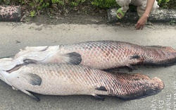 Phát hiện xác cá nghi là hải tượng long nổi trên hồ nước tự nhiên ở Đà Nẵng