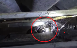 Nhìn lên trần nhà, người đàn ông phát hiện cảnh tượng "nổi da gà"