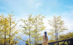 Loài cây ở Sa Pa xanh tươi quanh năm bỗng chuyển sắc vàng rực rỡ