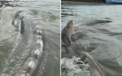 Người đàn ông câu được con cá khổng lồ nặng 270kg trên sông