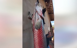 Ngư dân bắt được con cá hải tượng long nặng 165kg trên sông