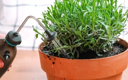 5 loại cây quen thuộc dễ trồng, vừa đuổi muỗi - ruồi, vừa lọc không khí trong nhà