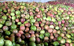 Trung Quốc ồ ạt thu mua một 'sản vật' triệu USD của Việt Nam, nước ta là nhà xuất khẩu lọt top 10 thế giới