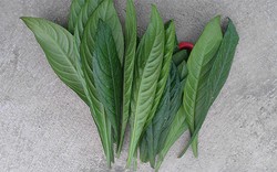 Uống nước lá này hàng ngày vừa rẻ lại đỡ đau xương khớp