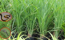 Cả muỗi lẫn rắn đều “khiếp sợ” loại cây này, nhà trồng càng nhiều càng an tâm