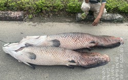 Ba "quái ngư" khổng lồ chết nổi trong hồ ở Đà Nẵng, hé lộ nguồn gốc bất ngờ