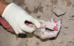 Ai là người thân của thi thể nữ trôi sông Sài Gòn, bàn tay có 6 ngón, sơn màu đỏ liên hệ công an