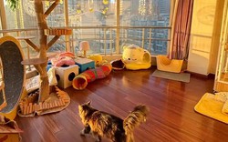 Bức ảnh chụp căn phòng kì lạ của cô gái 28 tuổi, ai nhìn cũng "cạn lời"