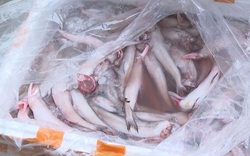 7 tấn cá khoai chứa formol bị thu giữ: Thực phẩm chứa chất cấm len lỏi vào bữa ăn người Việt như thế nào?