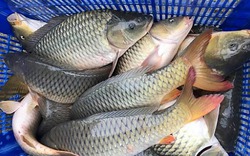 5 loại cá vào "mùa vàng": Thịt chắc, ít tanh, ngon nhất chợ