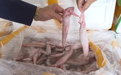 Cách nhận biết cá ngâm hoá chất formol nguy hiểm: Đơn giản nhưng nhiều người bỏ qua từ đầu