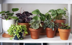9 loại cây không nên trồng trong nhà kẻo mang lại phiền toái