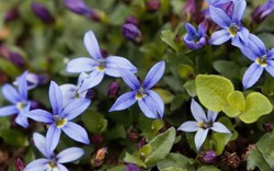 5 loại cây có cho cũng không nên trồng trong vườn