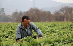 Phát hiện người đàn ông sinh năm 1984 bán rau kiếm hơn 37 tỷ đồng/năm