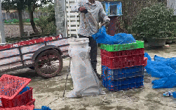 NÓNG: Tạm giữ 676 con rắn hổ mang, nặng gần 1.000 kg ở Quảng Trị